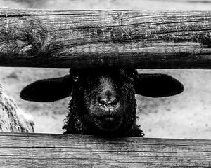Dare to Be Different